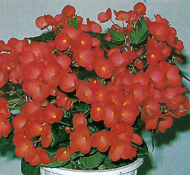 B. ‘Turo’
